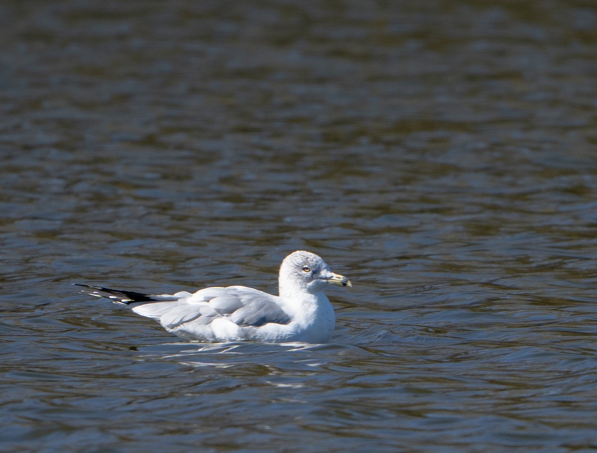 Ring-billed Gull - ML613344911