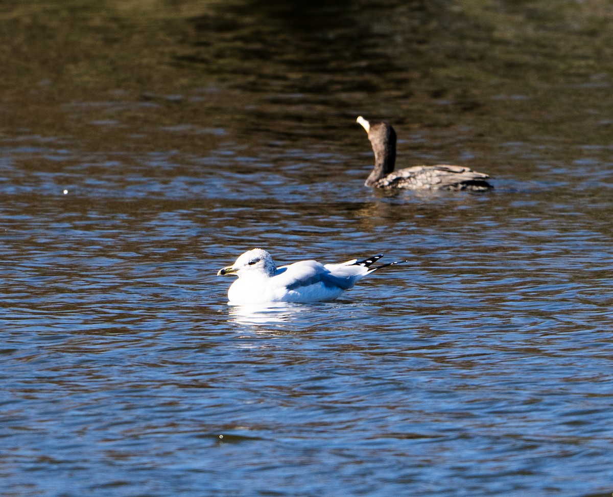 Ring-billed Gull - ML613344912