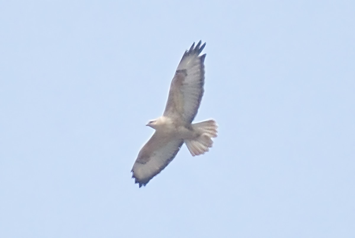 Long-legged Buzzard - ML613344995