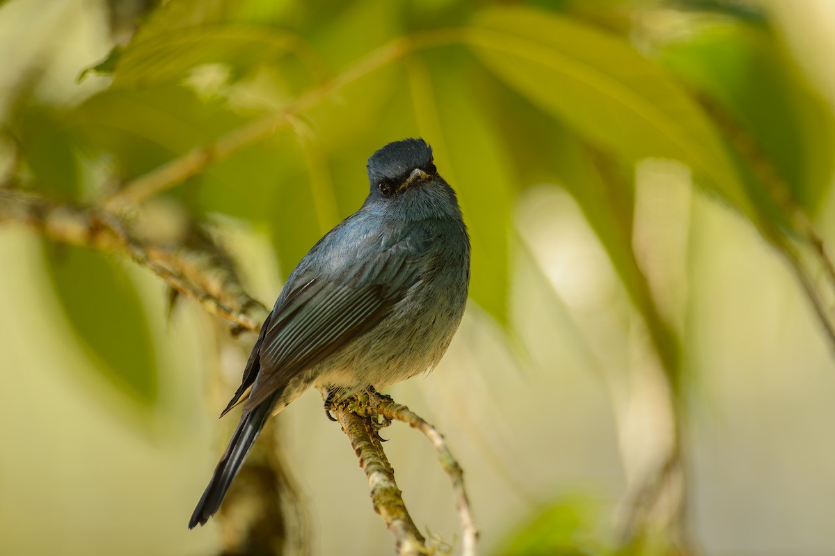 Nilgiri Flycatcher - ML613345014