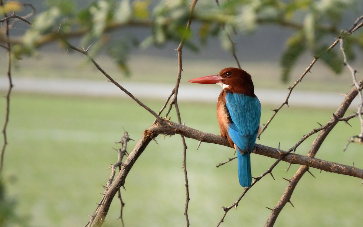 White-throated Kingfisher - Jash Sadiwala