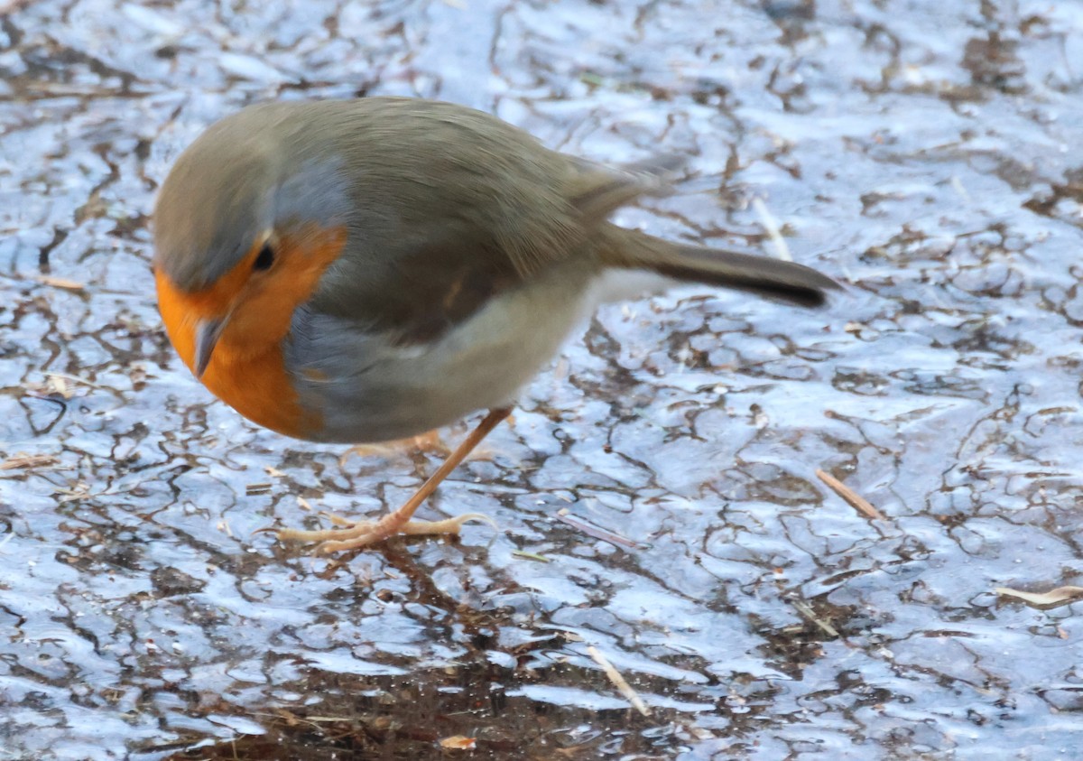 European Robin - ML613345028