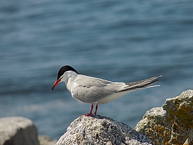 Common Tern - ML613345029