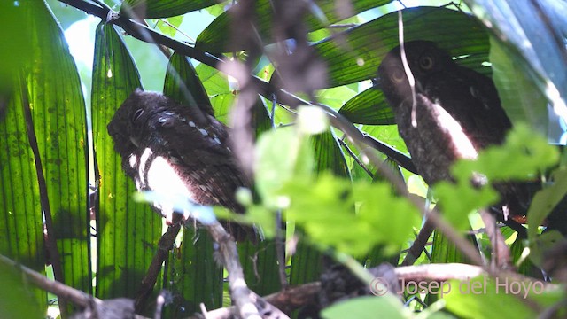 Middle American Screech-Owl - ML613345038