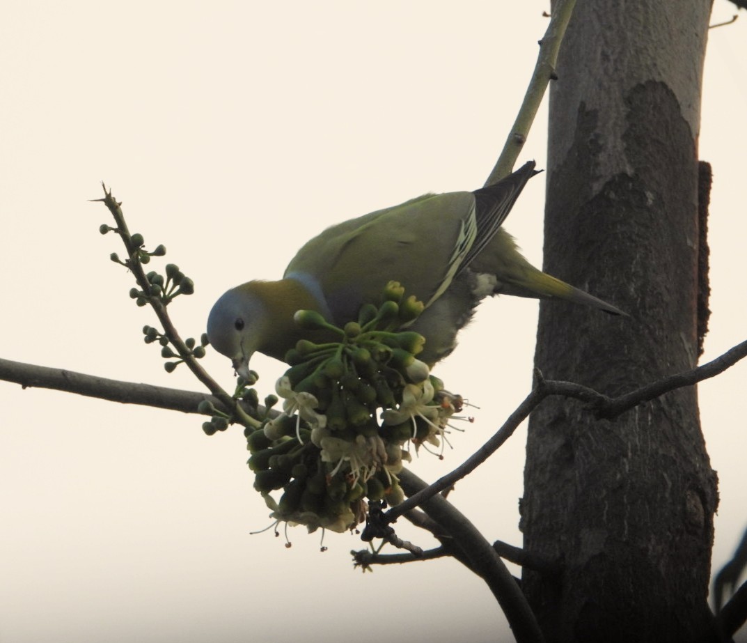 Yellow-footed Green-Pigeon - ML613345082