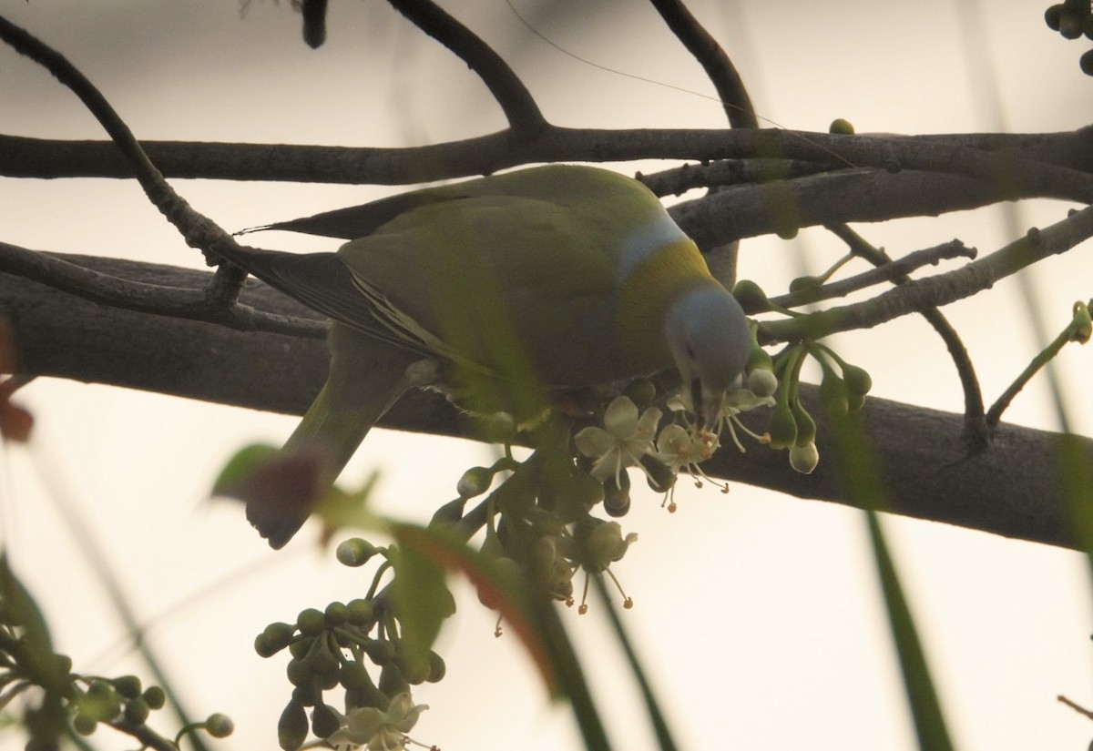 Yellow-footed Green-Pigeon - ML613345083