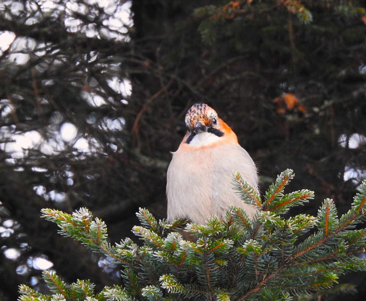 Eurasian Jay - ML613345091