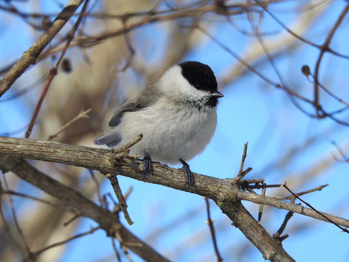 Marsh Tit - ML613345110