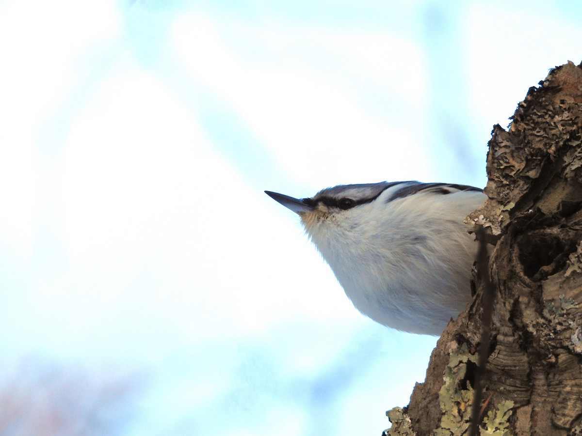 Eurasian Nuthatch - ML613345120