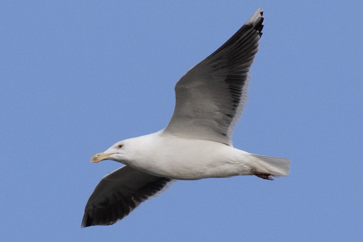 Great Black-backed Gull - ML613345137