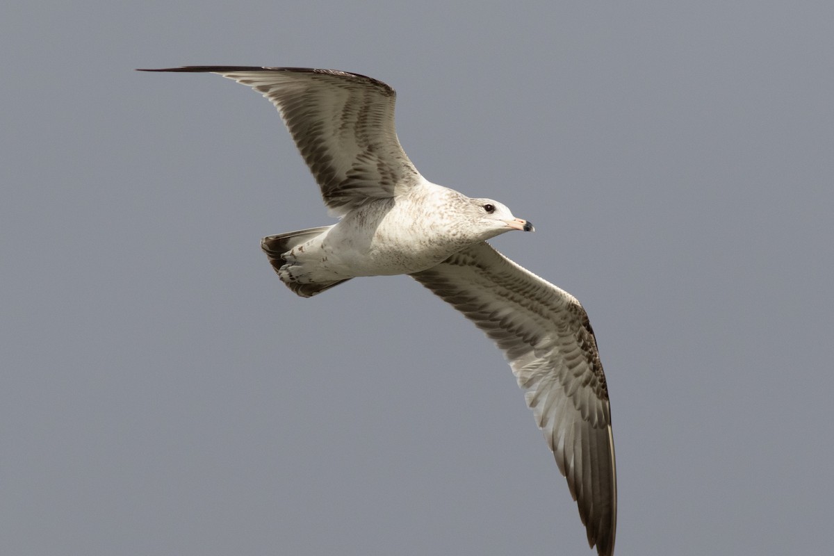 Ring-billed Gull - ML613345146