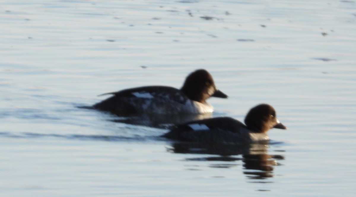 Common Goldeneye - ML613345166