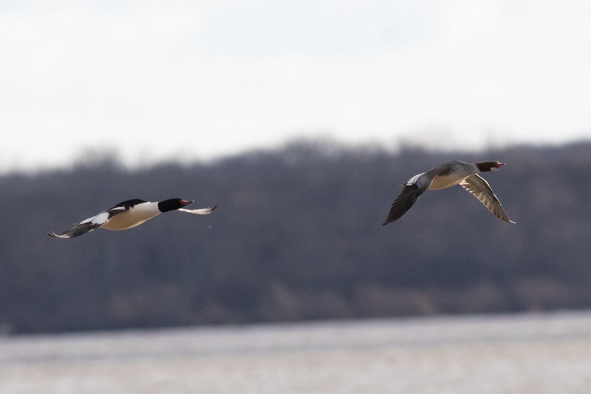 Common Merganser - ML613345168