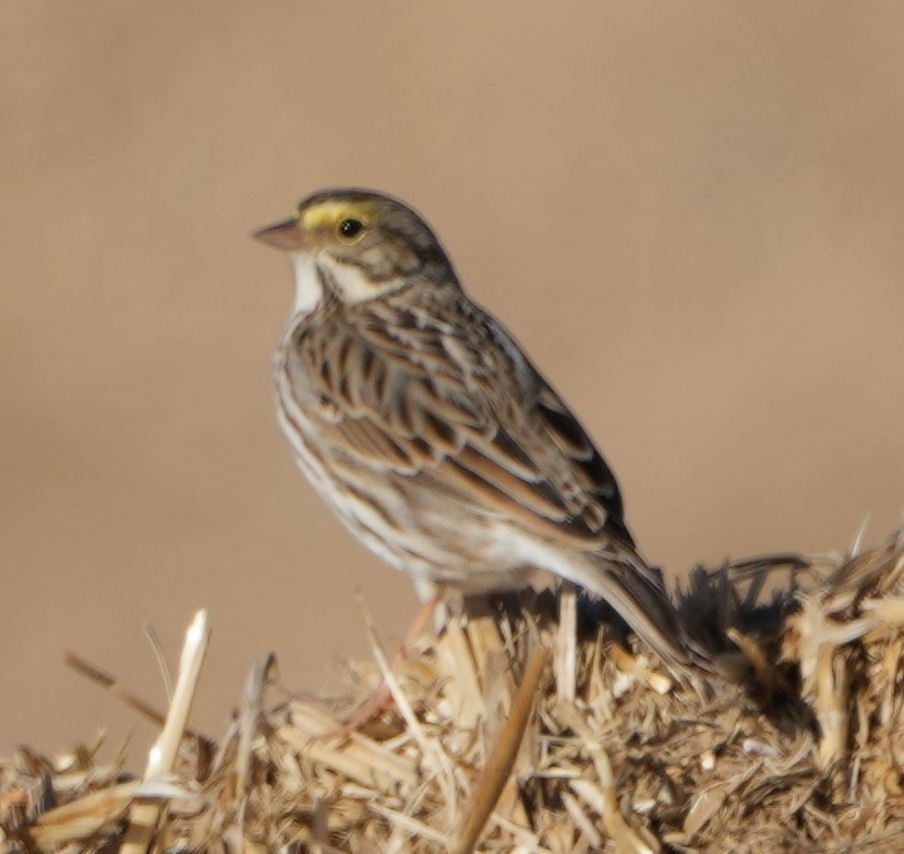 Savannah Sparrow - ML613345213