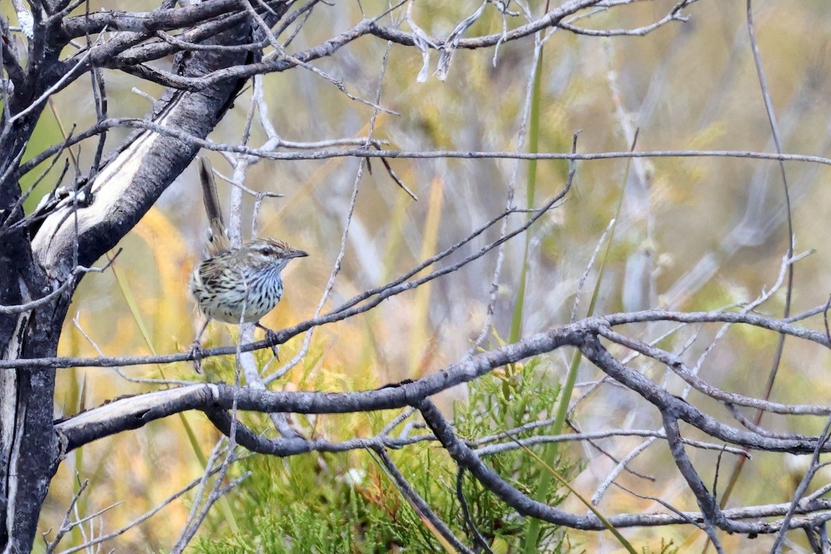 Western Fieldwren - Trevor Hardaker