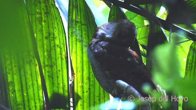 Middle American Screech-Owl - ML613345259