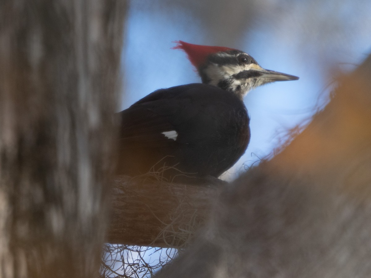 Pileated Woodpecker - Richard Kaskan