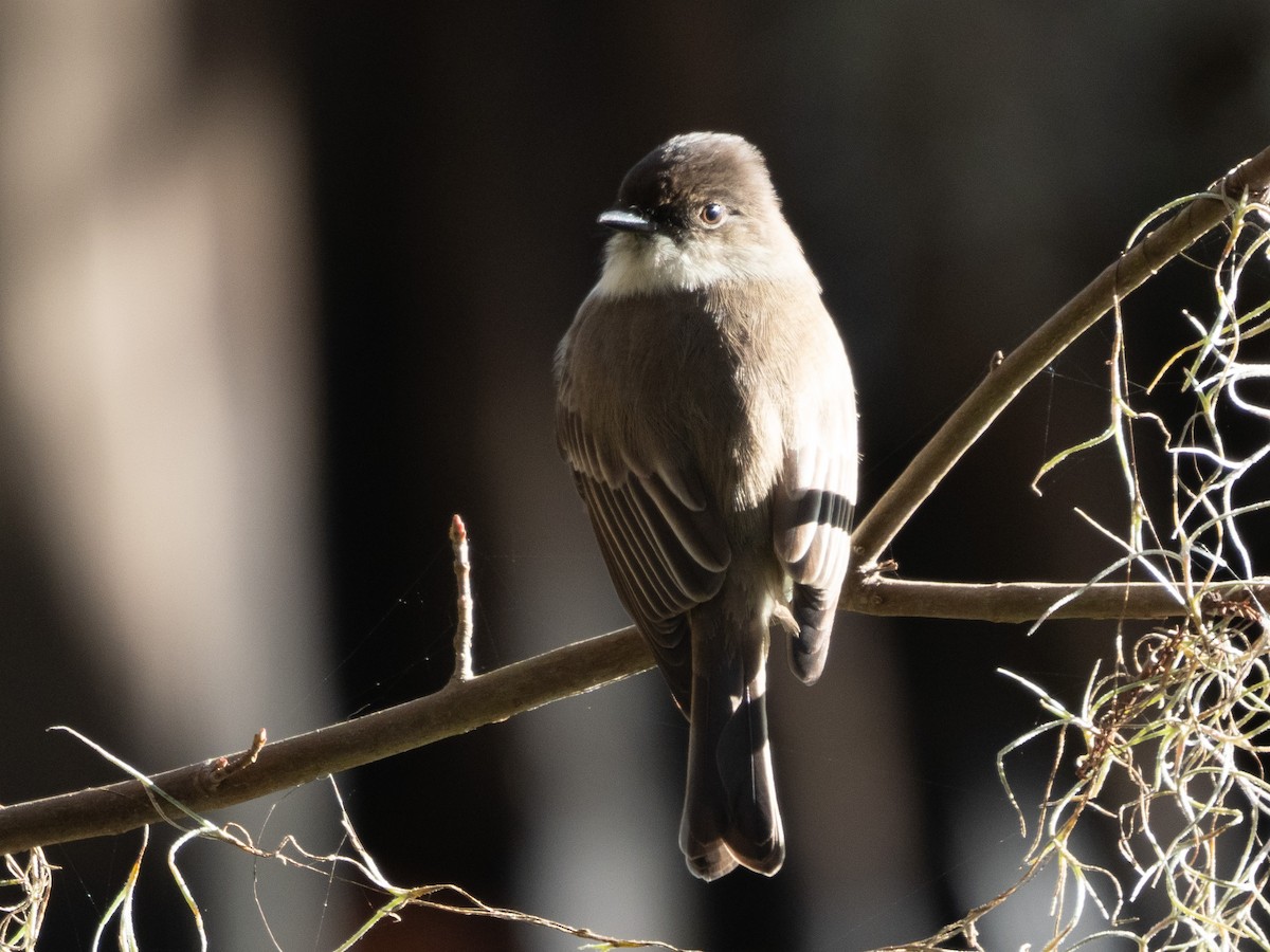 Eastern Phoebe - Richard Kaskan