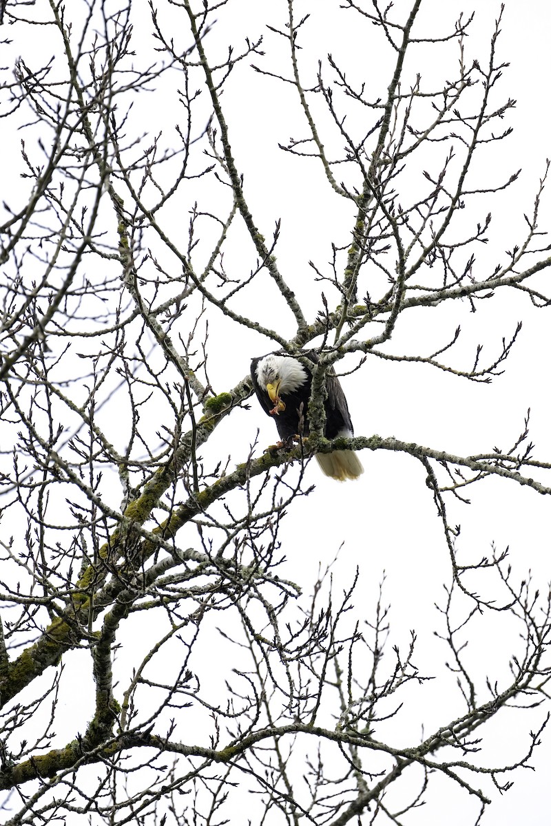 Bald Eagle - Bryan Papen