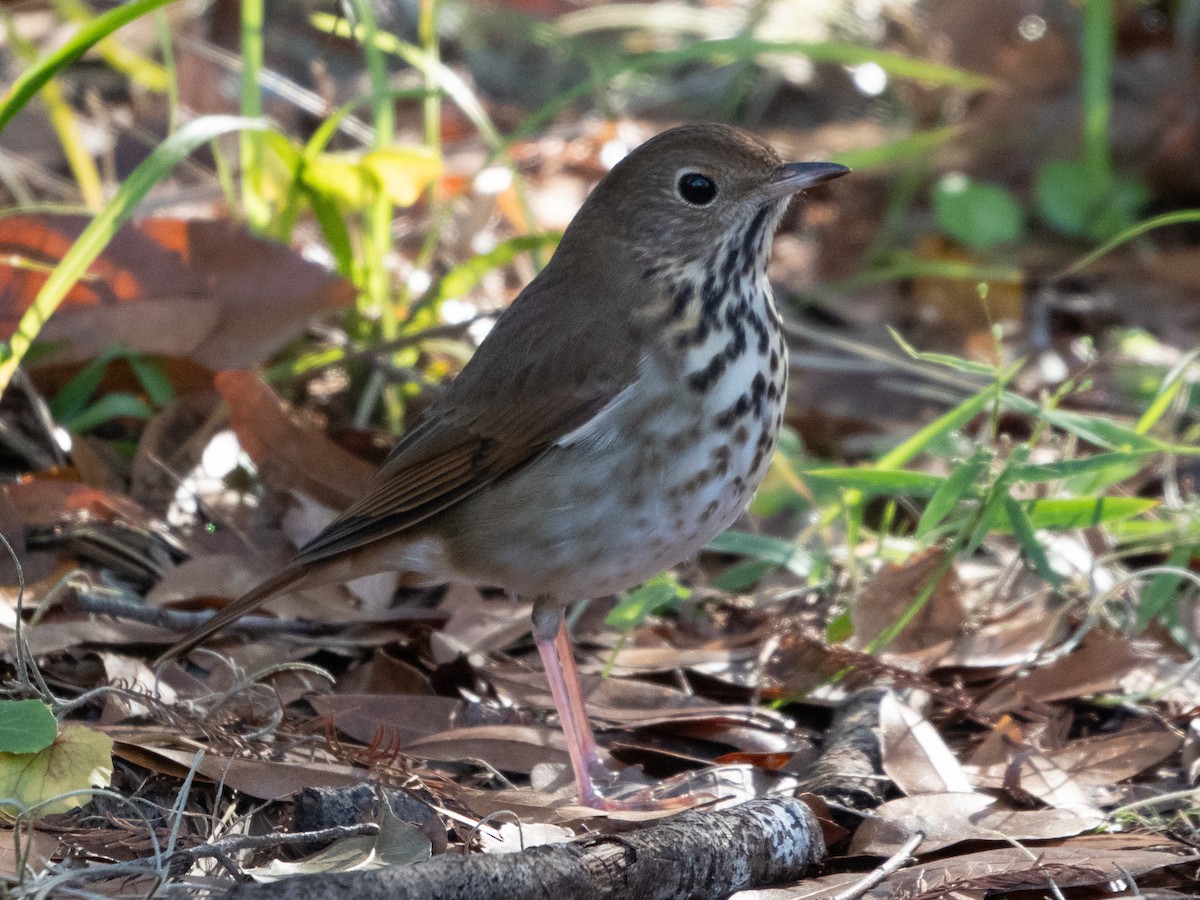 Hermit Thrush - ML613345293