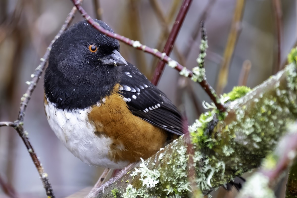 Spotted Towhee - Bryan Papen