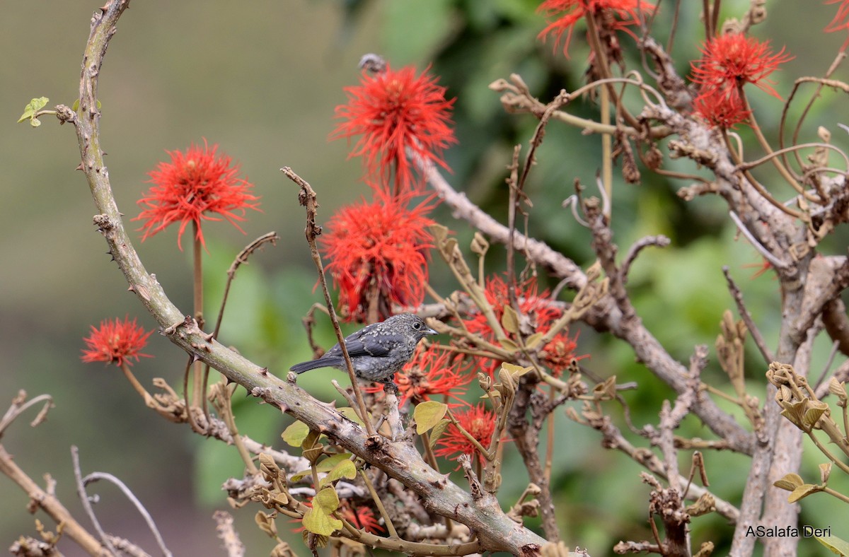 White-eyed Slaty-Flycatcher - ML613345355