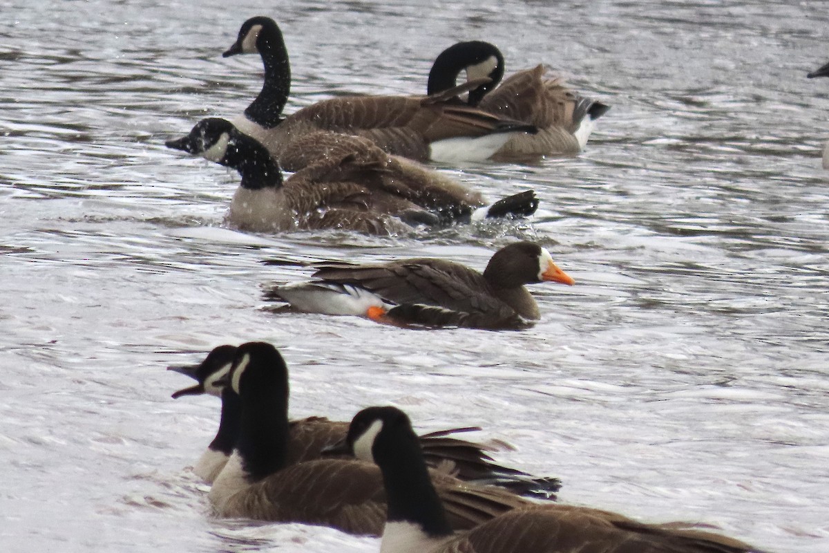 Greater White-fronted Goose - ML613345368