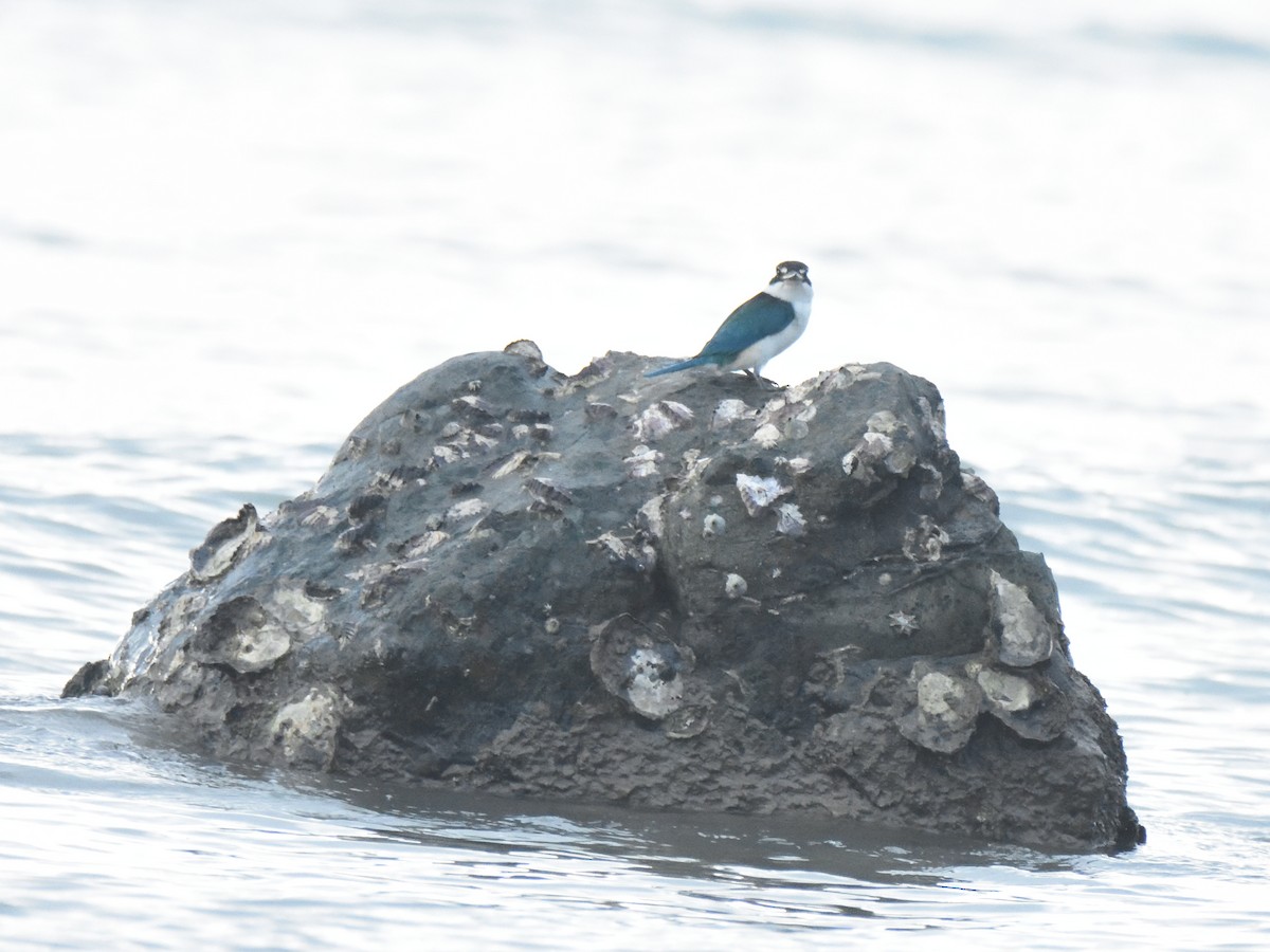 Collared Kingfisher - ML613345380