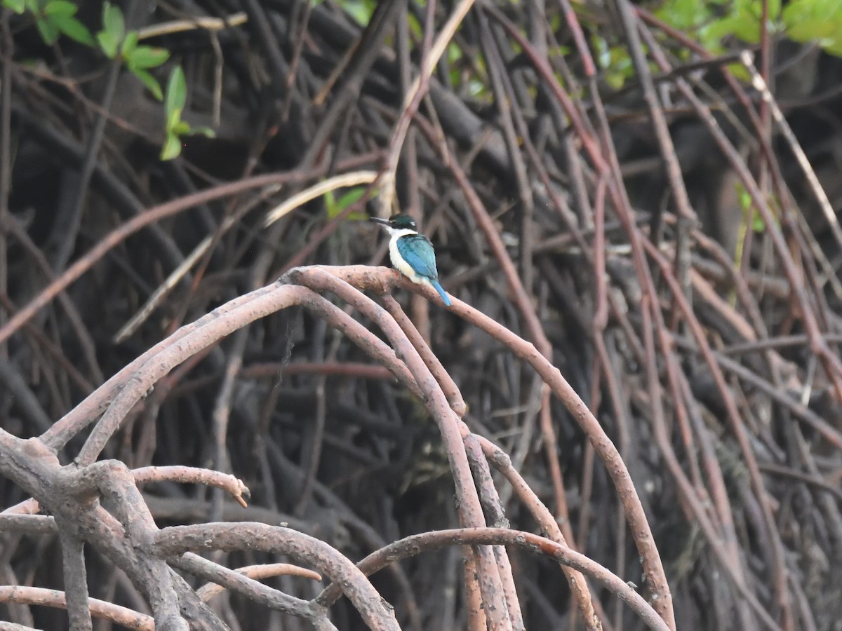 Collared Kingfisher - ML613345381