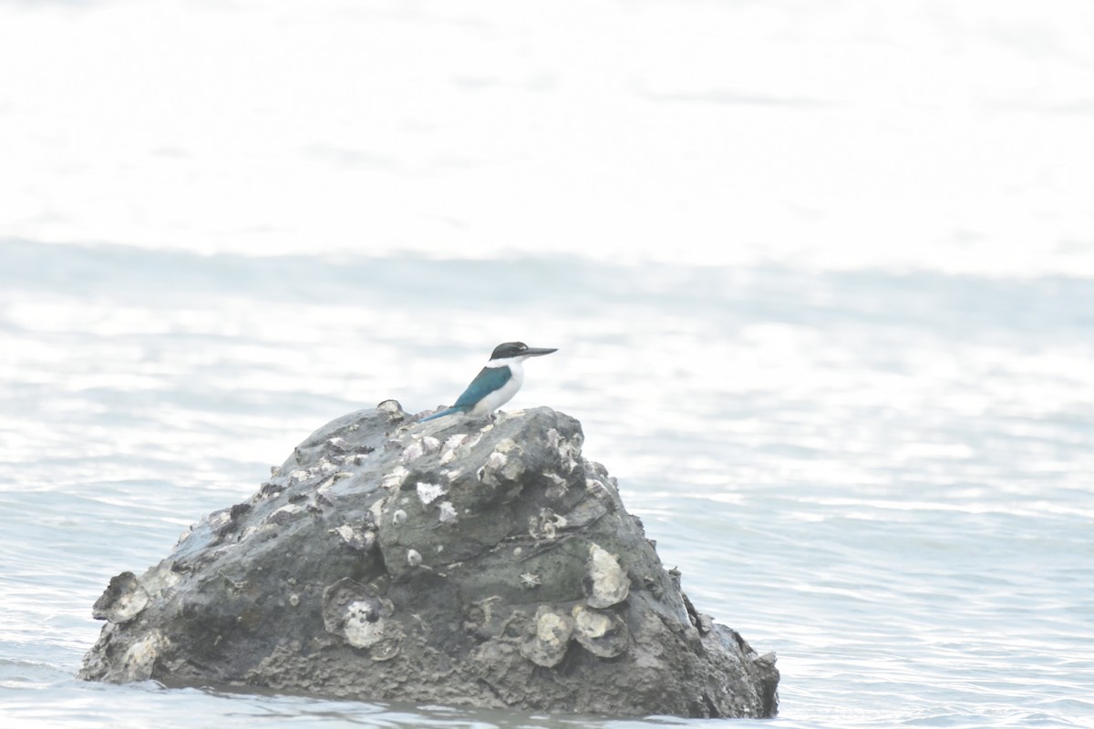 Collared Kingfisher - ML613345382