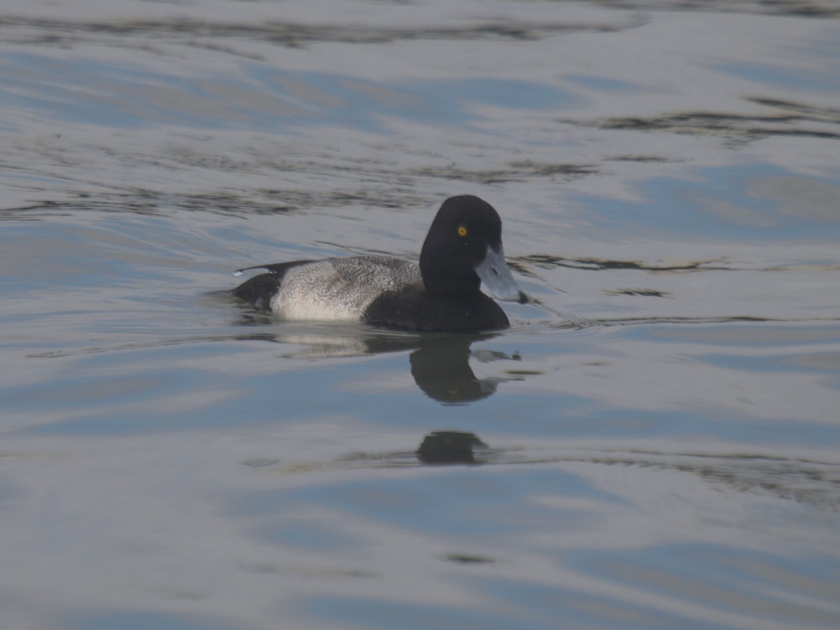 Lesser Scaup - ML613345545