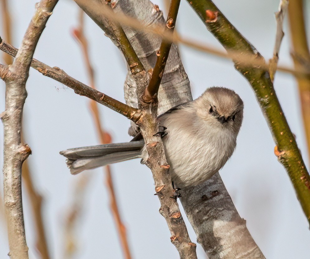 Bushtit - ML613345550