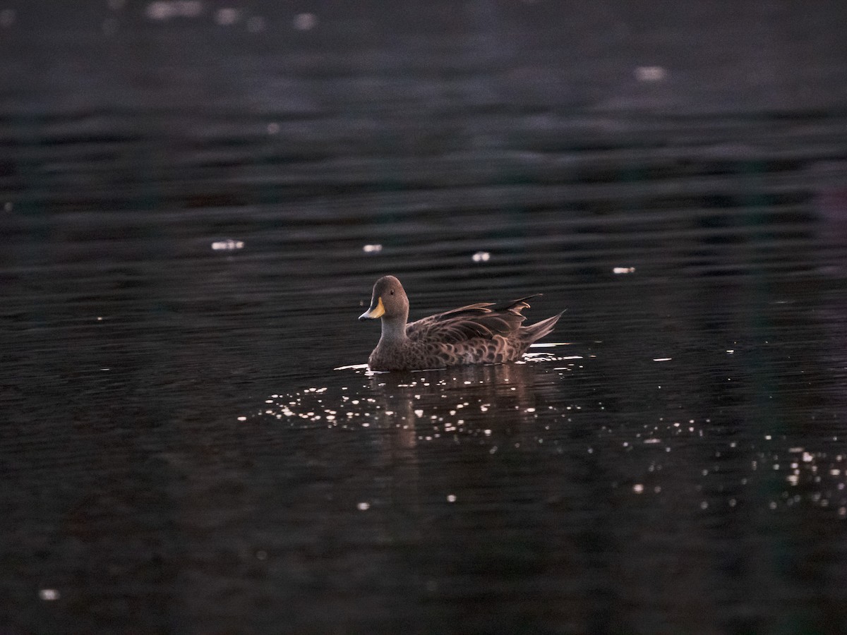 Yellow-billed Pintail - ML613345560