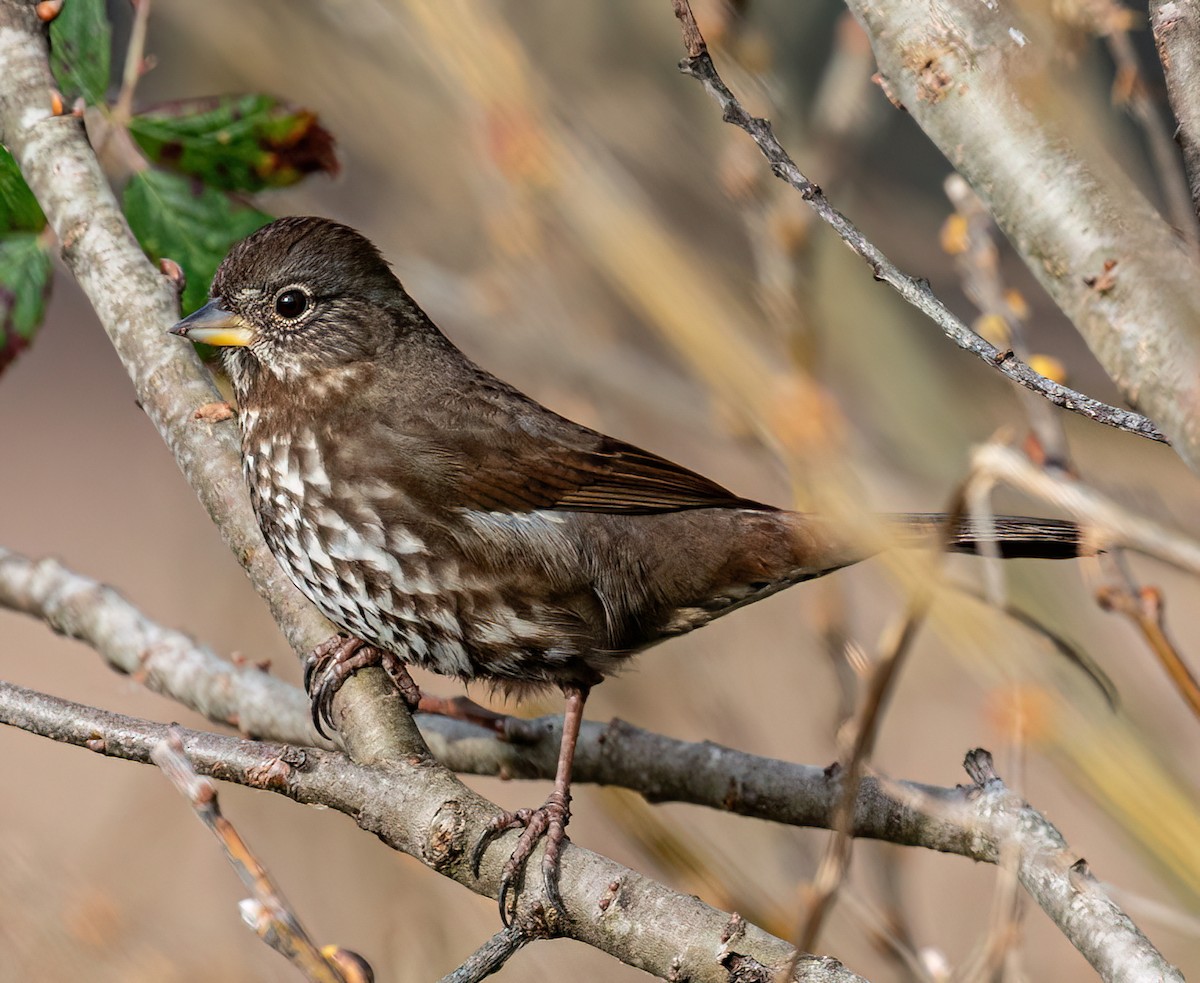 Fox Sparrow - Jeff Todoroff