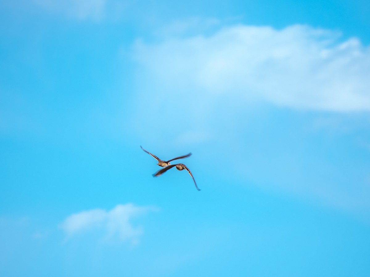 Yellow-billed Pintail - Rodrigo Echeverria