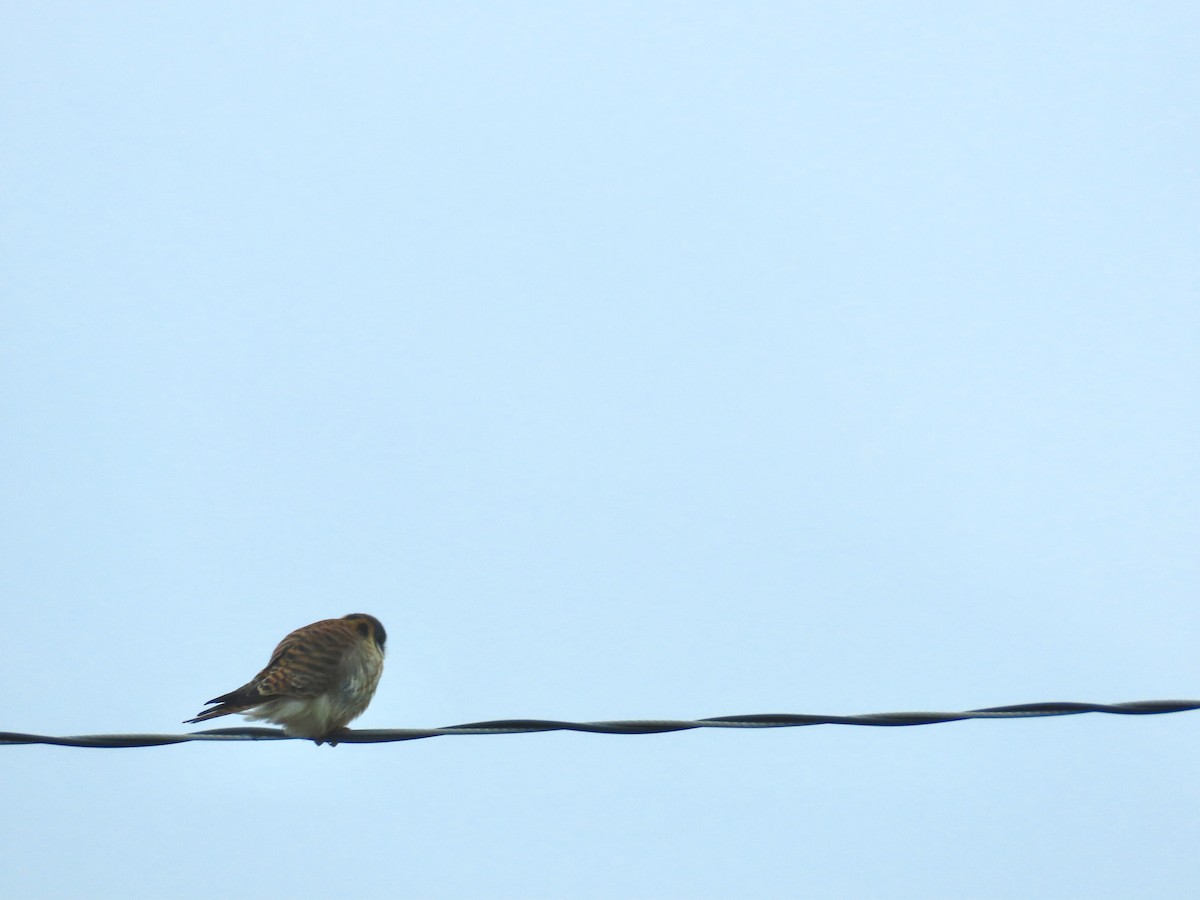 American Kestrel - ML613345674