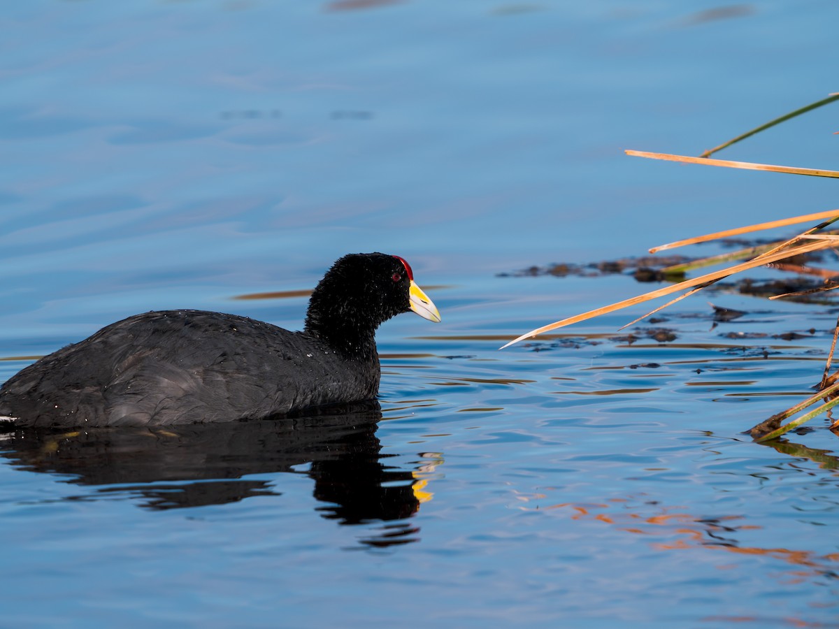 Slate-colored Coot - ML613345677