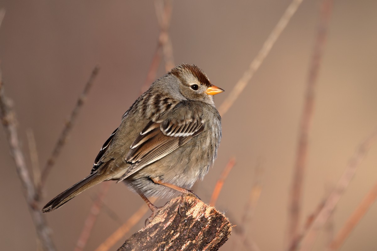 White-crowned Sparrow - ML613345688