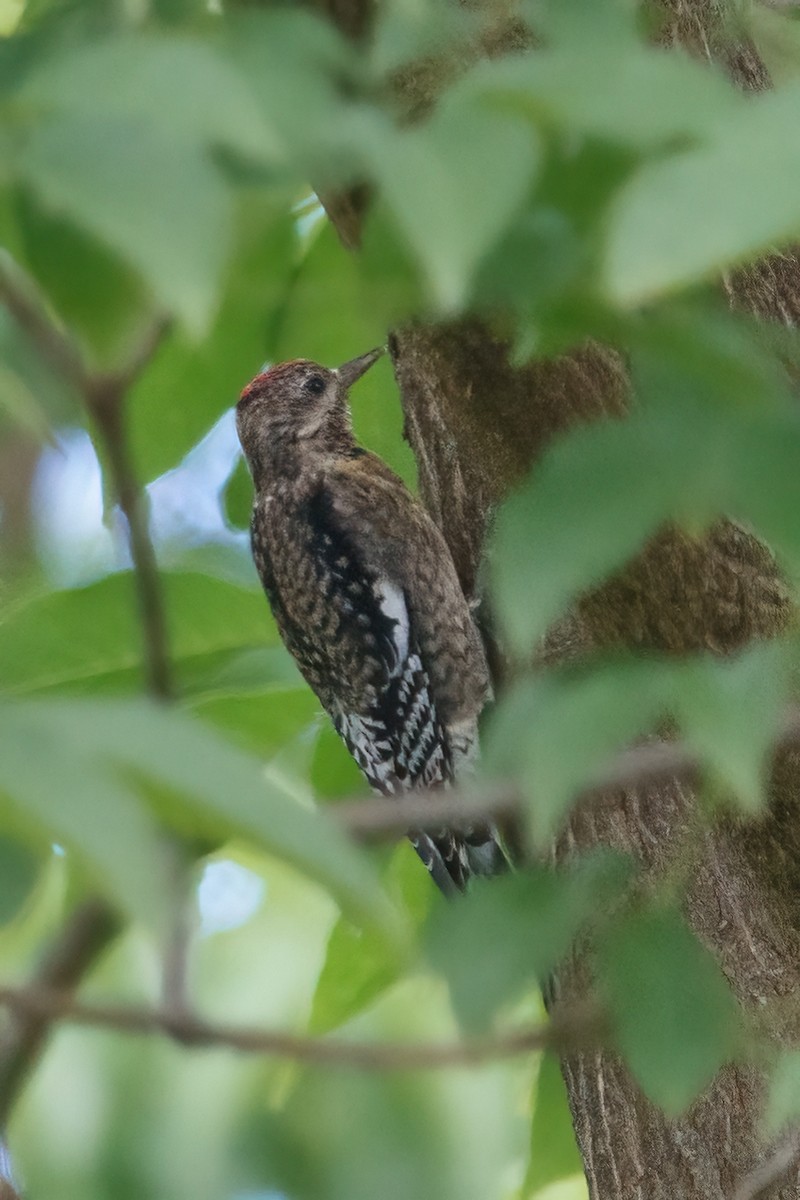 Yellow-bellied Sapsucker - Leslie Morgan