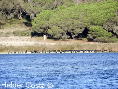 Great Cormorant - Helder Costa
