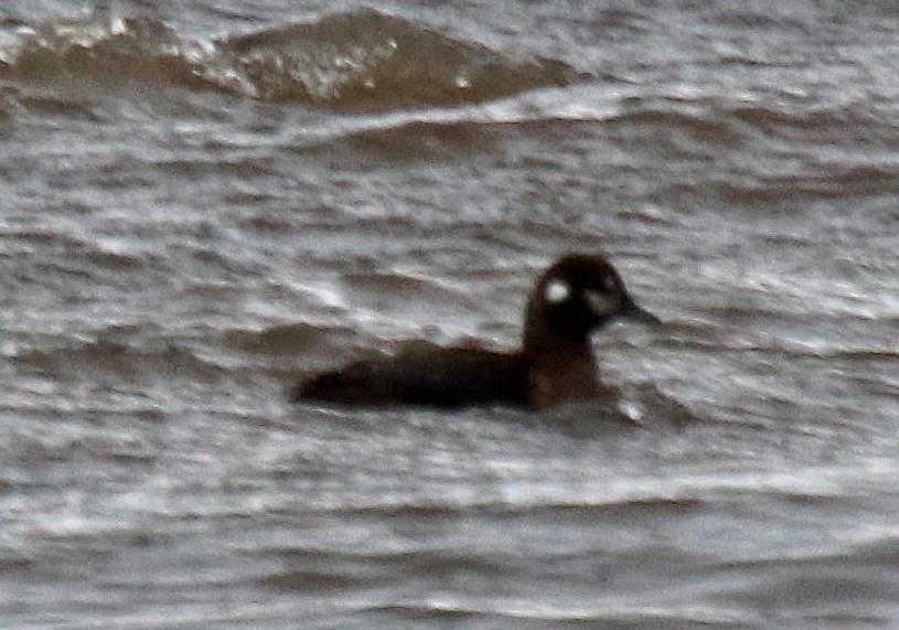 Harlequin Duck - ML613345725