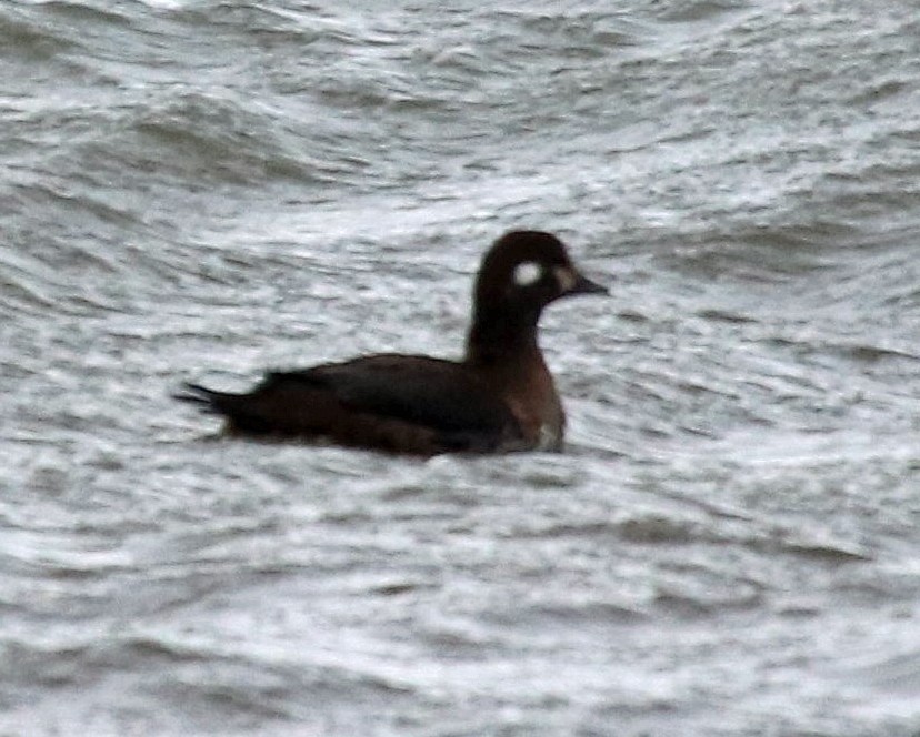 Harlequin Duck - ML613345731