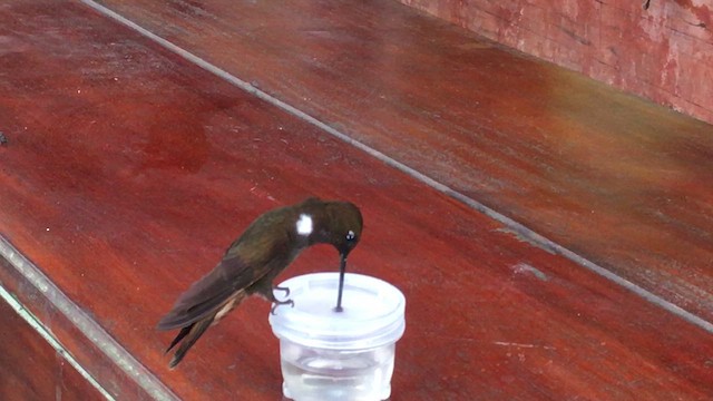 Brown Inca - ML613345734