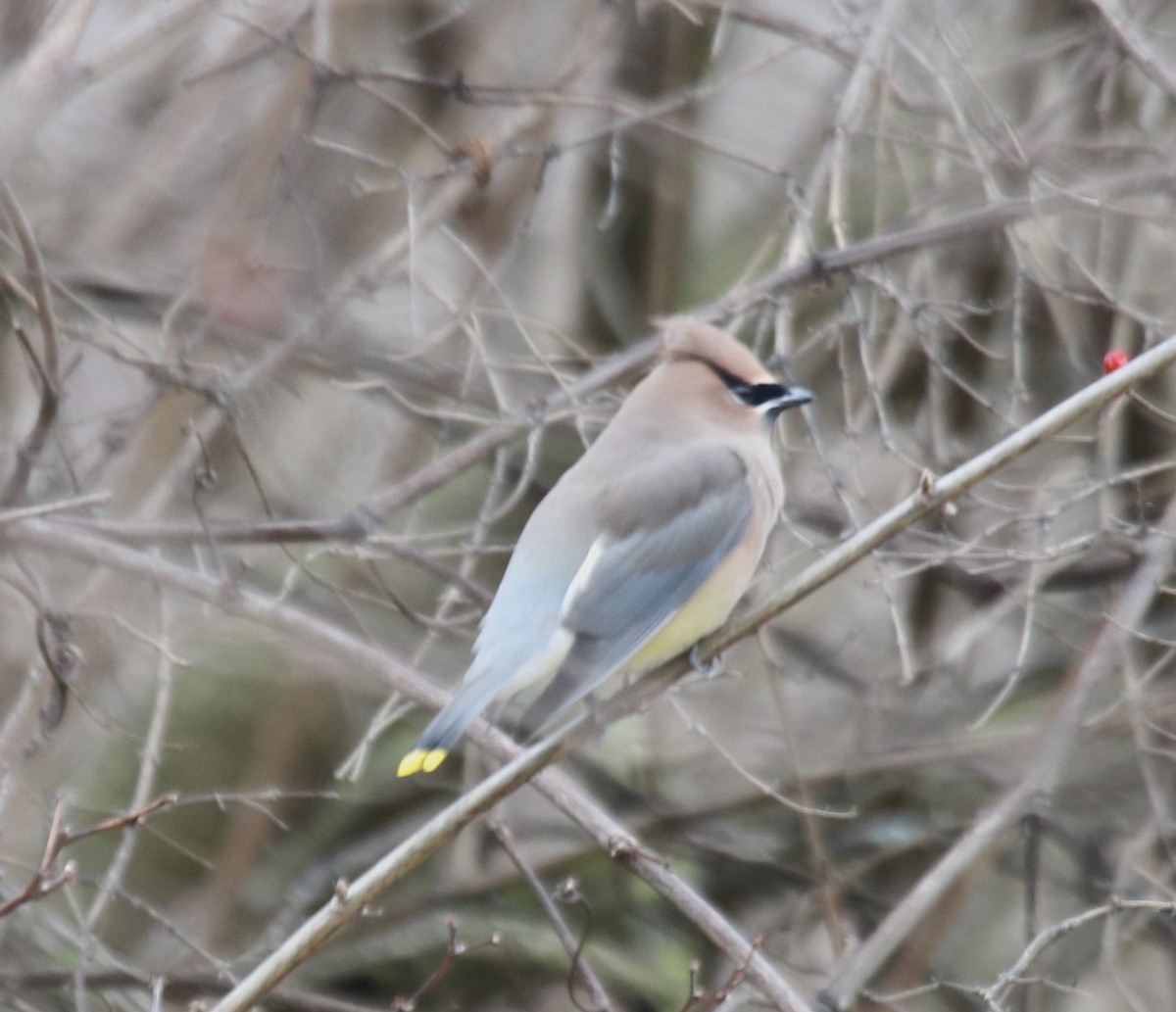 Cedar Waxwing - ML613345746