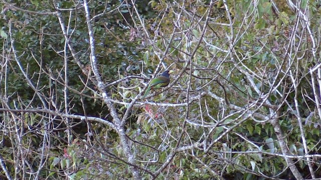 Great Barbet - ML613345801