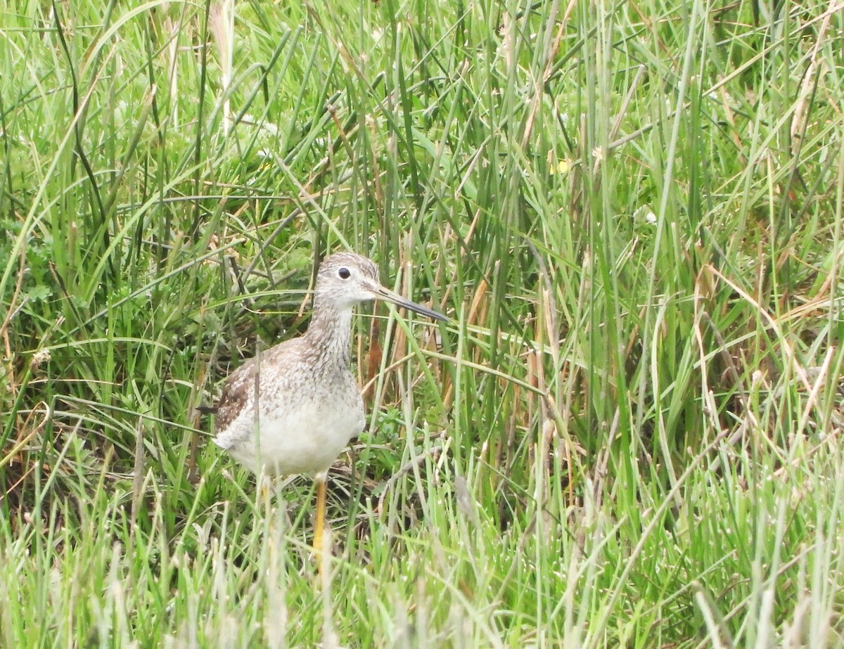 Greater Yellowlegs - ML613345836