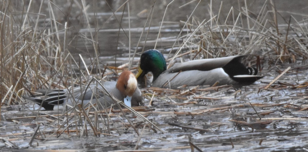 Eurasian Wigeon - ML613345847