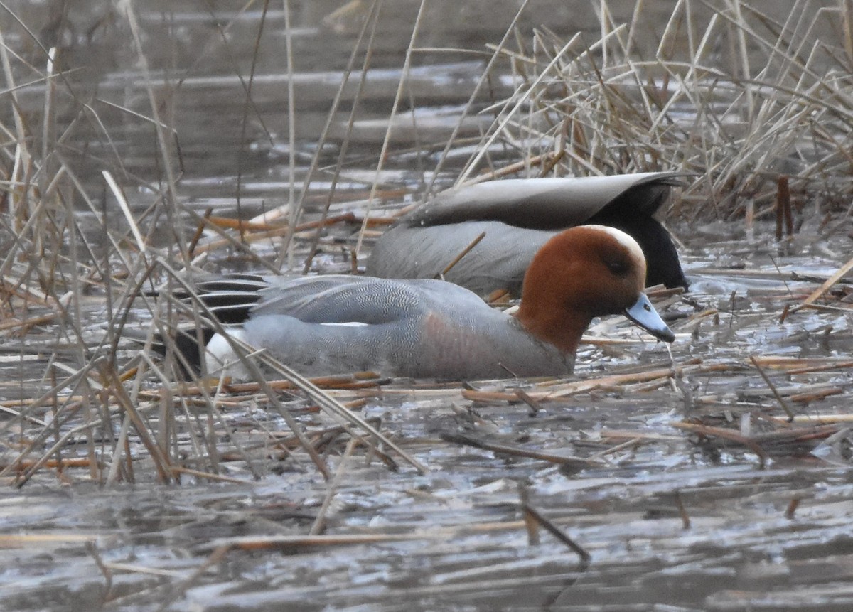 Eurasian Wigeon - ML613345848