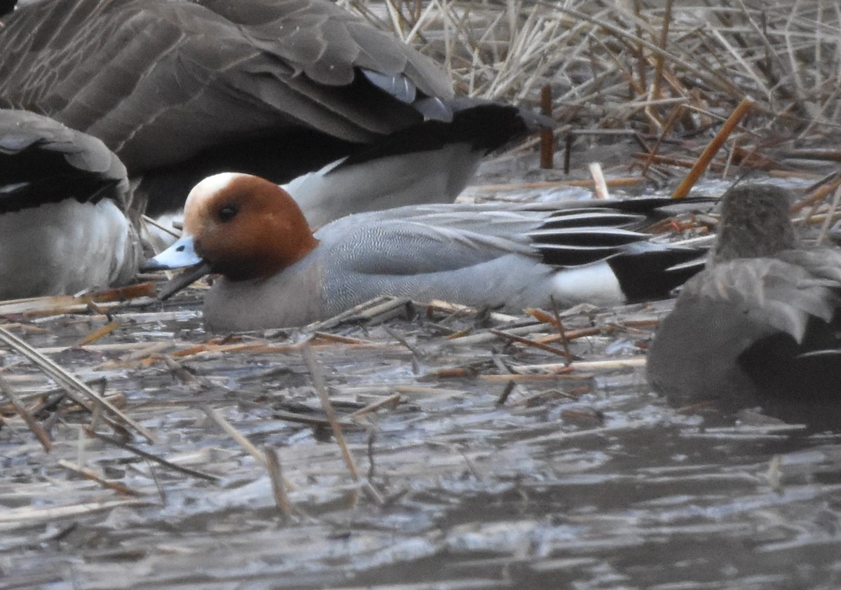 Eurasian Wigeon - ML613345849