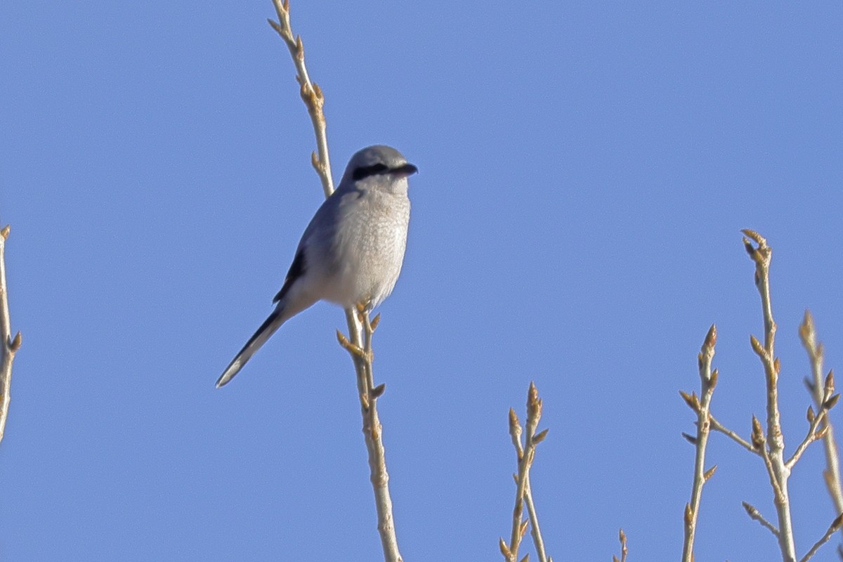 Northern Shrike - Tory Mathis